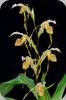 Paph. platyphylum